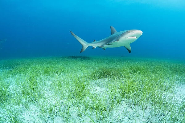 Caribbean reef shark (Carcharhinus perezi) swimming over Manatee grass (Syringodium filiforme)