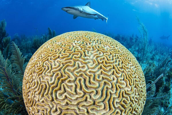 A Caribbean reef shark (Carcharhinus perezi) swims over a Grooved brain coral