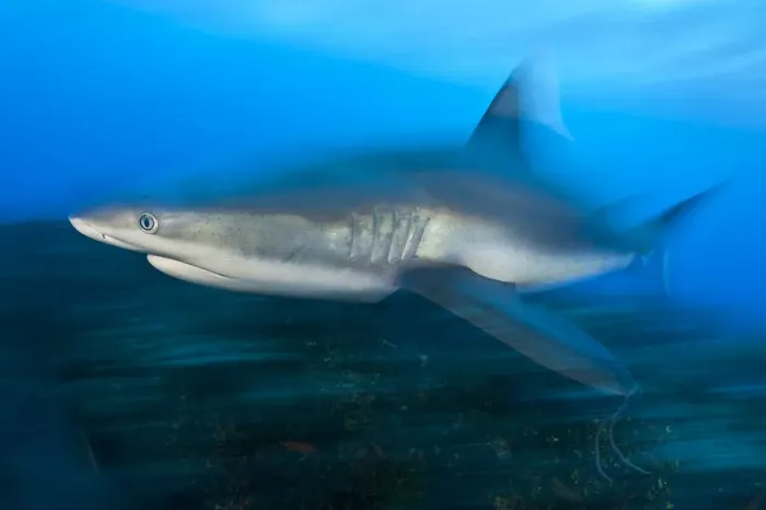Framed Print : Caribbean reef shark (Carcharhinus perezi) cruises over a coral reef. Near Grand Bahama, Bahamas Framed Print : Caribbean reef shark (Carcharhinus perezi) cruises over a coral reef. Near Grand Bahama, Bahamas