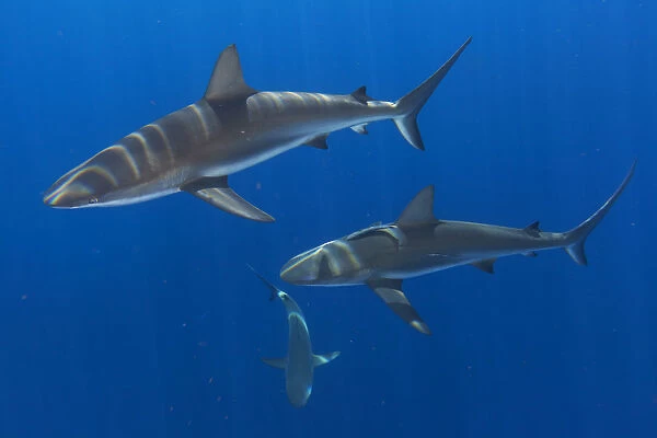 Caribbean Reef Shark (Carcharhinus perezi) group of three