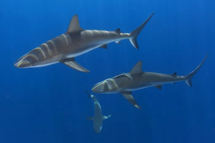 Framed Print : Caribbean Reef Shark (Carcharhinus perezi) group of three