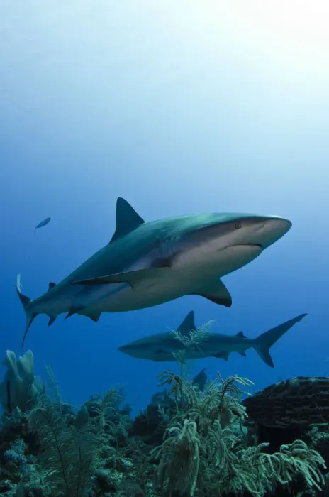 Framed Print : Caribbean reef shark (Carcharhinus perezi) Jardines de la Reina National Park, Cuba Framed Print : Caribbean reef shark (Carcharhinus perezi) Jardines de la Reina National Park, Cuba