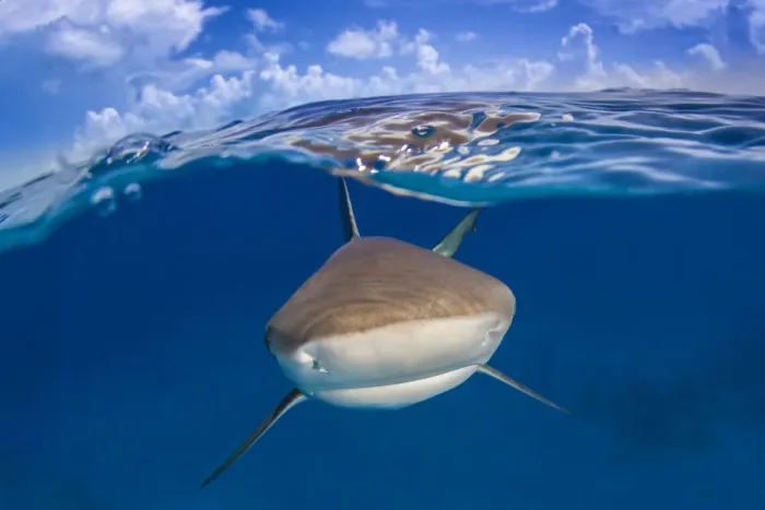 Framed Print : A Caribbean reef shark (Carcharhinus perezi) just below the surface. Split level with blue sky Framed Print : A Caribbean reef shark (Carcharhinus perezi) just below the surface. Split level with blue sky