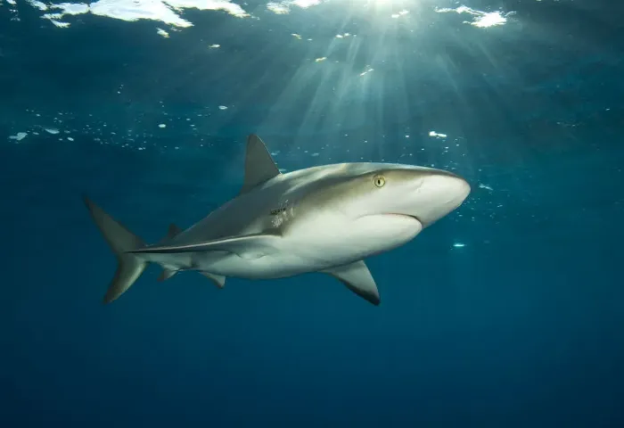 Framed Print : Caribbean reef shark (Carcharhinus perezi) at the surface at dusk. Grand Bahama, Bahamas Framed Print : Caribbean reef shark (Carcharhinus perezi) at the surface at dusk. Grand Bahama, Bahamas