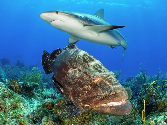 Framed Print : Caribbean reef shark (Carcharhinus perezi) swimming over a Black grouper (Mycteroperca bonaci) on a coral reef, Little Bahama Bank, Grand Bahama Island, Bahamas, Atlantic Ocean Framed Print : Caribbean reef shark (Carcharhinus perezi) swimming over a Black grouper (Mycteroperca bonaci) on a coral reef, Little Bahama Bank, Grand Bahama Island, Bahamas, Atlantic Ocean