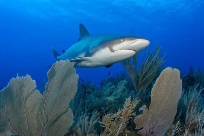 Framed Print : Caribbean reef shark (Carcharhinus perezi) swimming over Common sea fans (Gorgonia Framed Print : Caribbean reef shark (Carcharhinus perezi) swimming over Common sea fans (Gorgonia