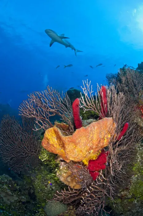 Framed Print : Caribbean reef shark (Carcharhinus perezi) swims over a coral reef. Grand Bahama Island, Bahamas Framed Print : Caribbean reef shark (Carcharhinus perezi) swims over a coral reef. Grand Bahama Island, Bahamas