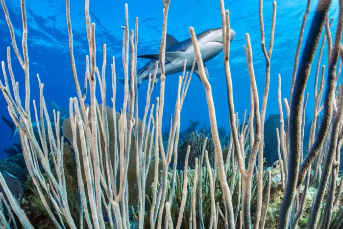 Framed Print : Caribbean reef shark (Carcharhinus perezi) swims over a coral reef Framed Print : Caribbean reef shark (Carcharhinus perezi) swims over a coral reef