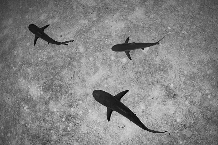 Framed Print : Caribbean reef sharks (Carcharhinus perezi) swimming near Eleuthera Island, Bahamas, North Atlantic Ocean Framed Print : Caribbean reef sharks (Carcharhinus perezi) swimming near Eleuthera Island, Bahamas, North Atlantic Ocean