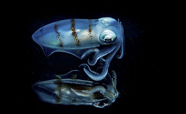 Caribbean reef squid (Sepioteuthis sepioidea) portrait reflecting off the surface of the