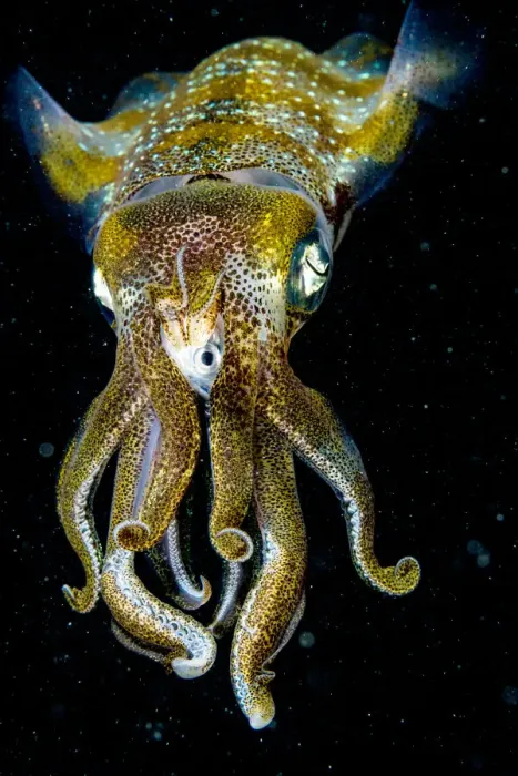 Framed Print : Caribbean reef squid (Sepioteuthis sepioidea) eating fish at night, portrait. The Bahamas