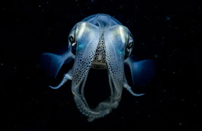 Framed Print : Caribbean reef squid (Sepioteuthis sepioidea) portrait at night, Eleuthera, Bahamas Framed Print : Caribbean reef squid (Sepioteuthis sepioidea) portrait at night, Eleuthera, Bahamas