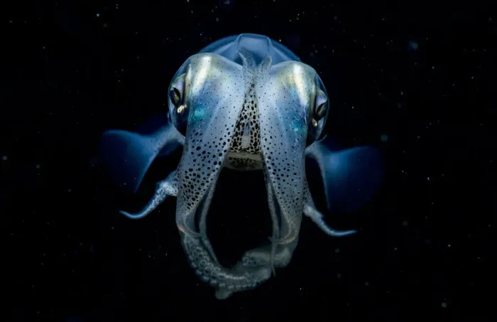 Framed Print : Caribbean reef squid (Sepioteuthis sepioidea) portrait at night, Eleuthera, Bahamas Framed Print : Caribbean reef squid (Sepioteuthis sepioidea) portrait at night, Eleuthera, Bahamas