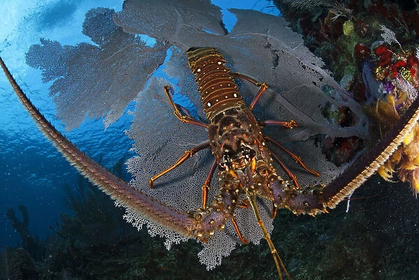 Caribbean spiny lobster (Panulirus argus) sitting disoriented on top of Common sea fan (Gorgonia ventalina) after being driven out of hiding by fisherman. Caribbean spiny lobster fishery, Utila Island, Honduras. Caribbean Sea