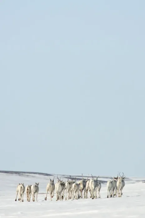Framed Print : Caribou (Rangifer tarandus) herd migrating across ice, Agapa River, Taimyr Peninsula Framed Print : Caribou (Rangifer tarandus) herd migrating across ice, Agapa River, Taimyr Peninsula