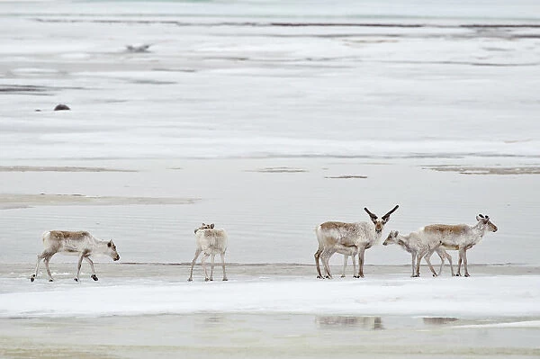 Caribou (Rangifer tarandus) small group on ice floe, Agapa River, Taimyr Peninsula