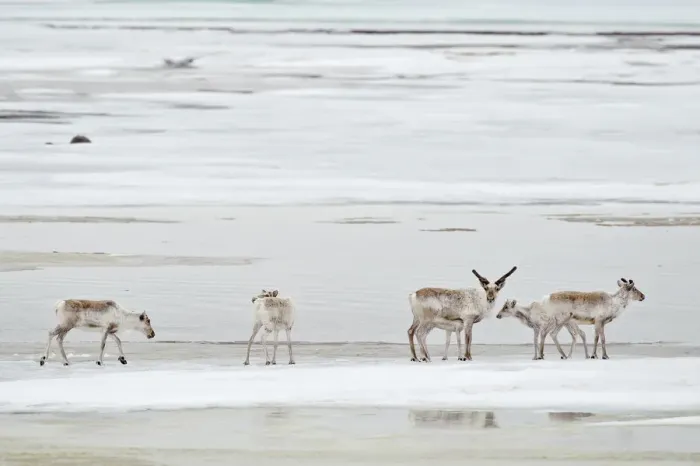 Framed Print : Caribou (Rangifer tarandus) small group on ice floe, Agapa River, Taimyr Peninsula Framed Print : Caribou (Rangifer tarandus) small group on ice floe, Agapa River, Taimyr Peninsula