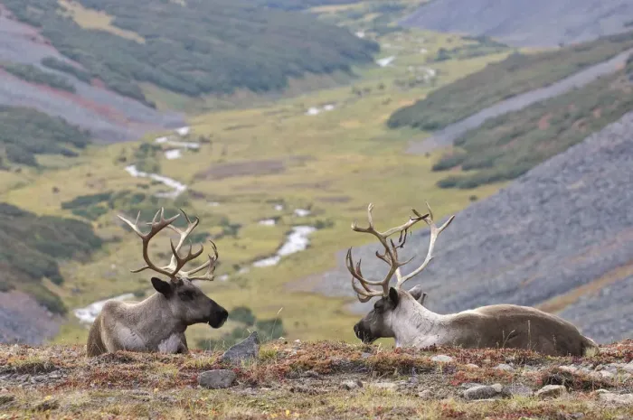 Framed Print : Two Caribou / Reindeer (Rangifer tarandus) resting on hillside with valley in background Framed Print : Two Caribou / Reindeer (Rangifer tarandus) resting on hillside with valley in background