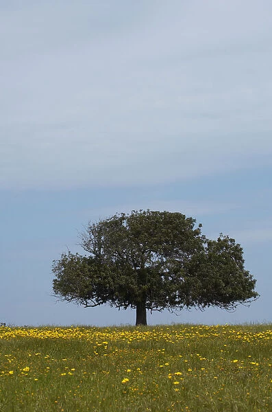 Carob tree  /  St. Johns bread (Ceratonia siliqua) in a meadow, Lachi, Cyprus