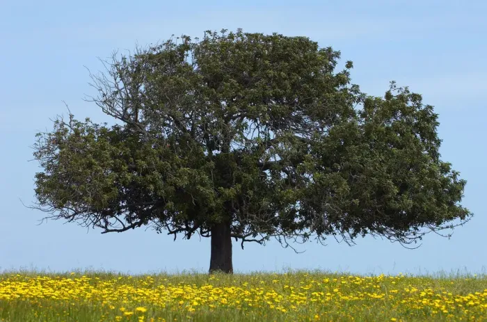 Framed Print : Carob tree / St. Johns bread (Ceratonia siliqua) in meadow, Lachi, Cyprus, May 2009 Framed Print : Carob tree / St. Johns bread (Ceratonia siliqua) in meadow, Lachi, Cyprus, May 2009
