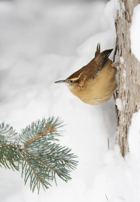 Framed Print : Carolina wren (Thryothorus ludovicianus) clinging to the side of a snow covered tree
