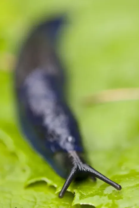 Framed Print : Carpathian blue slug (Bielzia coerulans) on leaf, endemic to the Carpathian mountains Framed Print : Carpathian blue slug (Bielzia coerulans) on leaf, endemic to the Carpathian mountains