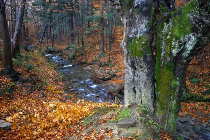 Framed Print : Carpathian forest stream in autumn colors. Bieszczady National Park, the Carpathians Framed Print : Carpathian forest stream in autumn colors. Bieszczady National Park, the Carpathians