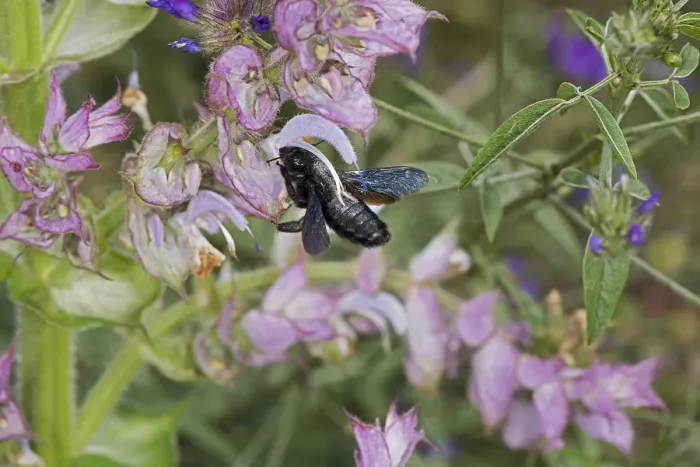 Framed Print : Carpenter bee (Xylocopa sp) nectaring on Clary sage (Salvia sclarea) Framed Print : Carpenter bee (Xylocopa sp) nectaring on Clary sage (Salvia sclarea)