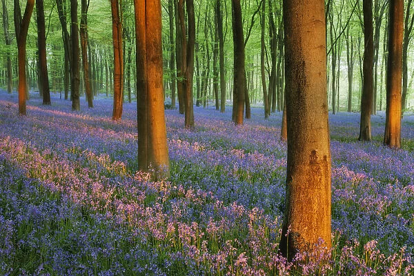 Carpet of Bluebells (Endymion nonscriptus) in Beech (Fagus sylvatica) woodland at dawn