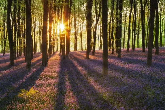 Framed Print : A carpet of Bluebells (Endymion nonscriptus) in Beech (Fagus sylvatica) woodland at dawn
