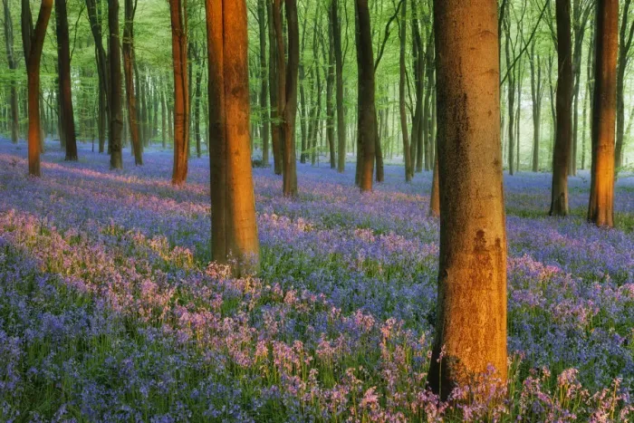 Framed Print : Carpet of Bluebells (Endymion nonscriptus) in Beech (Fagus sylvatica) woodland at dawn