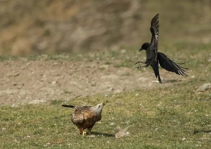 Framed Print : Carrion crow (Corvus corone) attacking Red kite (Milvus milvus) from above, trying to steal food, Lamiana, Pyrenees, Aragon, Spain. April Framed Print : Carrion crow (Corvus corone) attacking Red kite (Milvus milvus) from above, trying to steal food, Lamiana, Pyrenees, Aragon, Spain. April