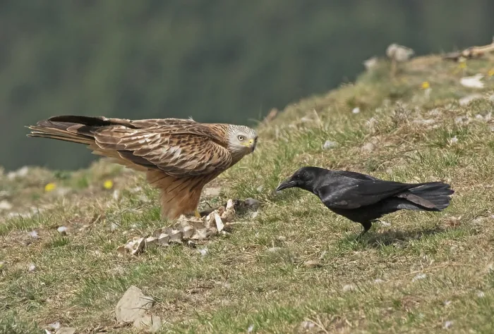 Framed Print : Carrion crow (Corvus corone) attempting to steal food from Red kite (Milvus milvus), Lamiana, Pyrenees, Aragon, Spain. April Framed Print : Carrion crow (Corvus corone) attempting to steal food from Red kite (Milvus milvus), Lamiana, Pyrenees, Aragon, Spain. April