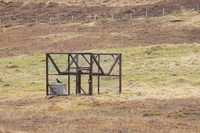 Framed Print : Carrion crow (Corvus corone) caught inside a Larson trap on moorland, Scottish Highlands, Scotland, UK. April Framed Print : Carrion crow (Corvus corone) caught inside a Larson trap on moorland, Scottish Highlands, Scotland, UK. April