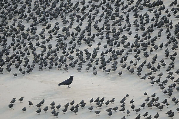 Carrion Crow (Corvus corone) encircled by flock of Starlings (Sturnus vulgaris) resting