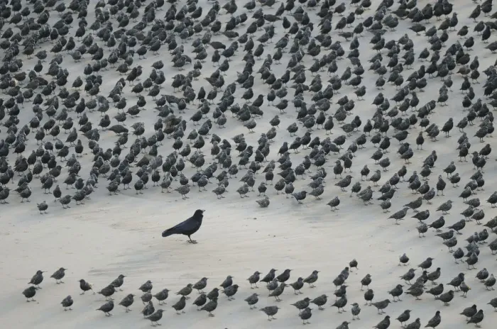 Framed Print : Carrion Crow (Corvus corone) encircled by flock of Starlings (Sturnus vulgaris) resting Framed Print : Carrion Crow (Corvus corone) encircled by flock of Starlings (Sturnus vulgaris) resting