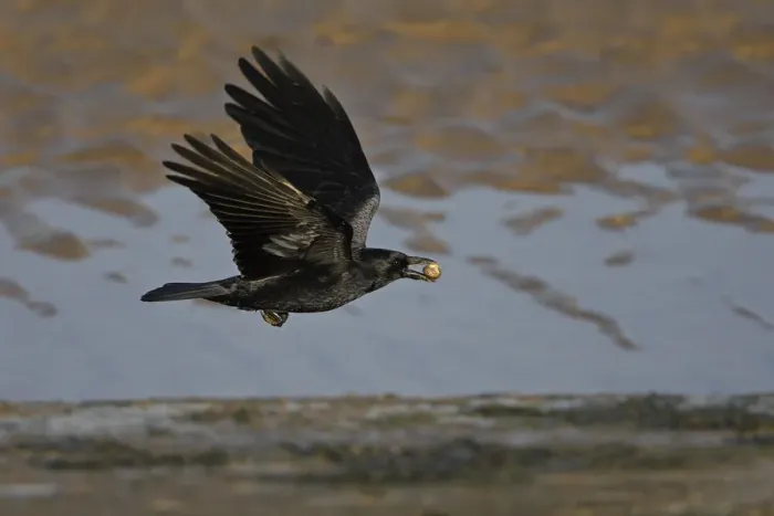 Framed Print : Carrion Crow (Corvus corone) in flight with Cockle shell, Liverpool Bay, UK, November Framed Print : Carrion Crow (Corvus corone) in flight with Cockle shell, Liverpool Bay, UK, November