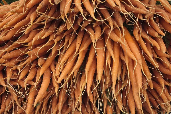 Carrots (Daucus carota) for sale at Cirencester Farmers Market, Cirencester, Gloucestershire