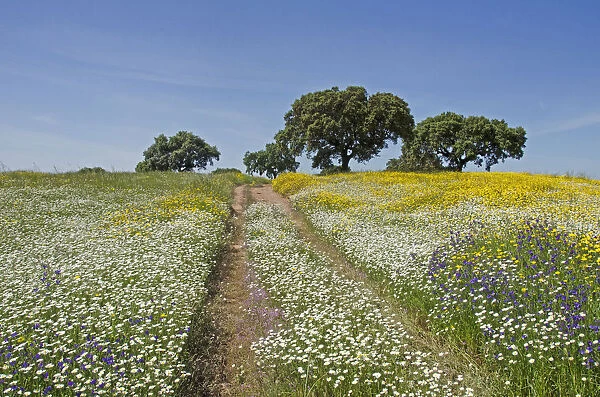 Cart tracks in a flowering meadow, with Cork oaks (Quercus suber) in the background