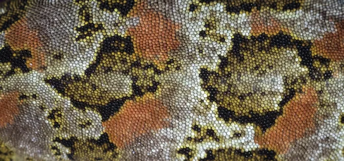 Framed Print : Cascade gecko (Mokopirirakau 'Cascades') skin pattern detail, Haast Range, West Coast, New Zealand. March, 2018 Framed Print : Cascade gecko (Mokopirirakau 'Cascades') skin pattern detail, Haast Range, West Coast, New Zealand. March, 2018