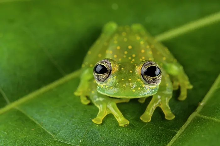Framed Print : Cascade glass frog (Sachatamia albomaculata) sitting on leaf and looking forward, Panama Framed Print : Cascade glass frog (Sachatamia albomaculata) sitting on leaf and looking forward, Panama