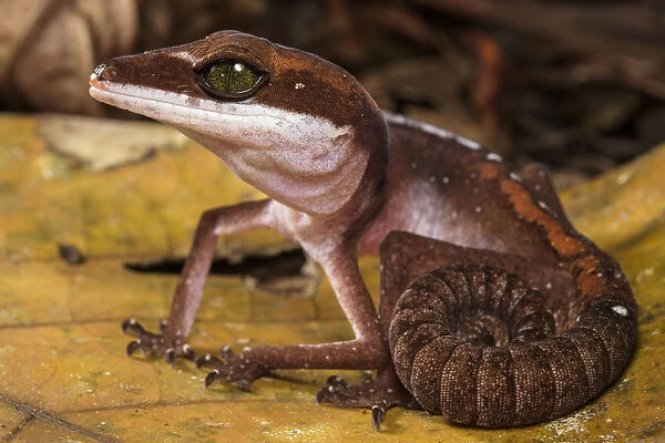 Cat gecko (Aeluroscalabotes felinus) with coiled tail, Sarawak, Malaysian Borneo