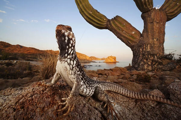 Catalina Desert Iguana (Dipsosaurus catalinensis), Catalina (Santa Catalina) Island