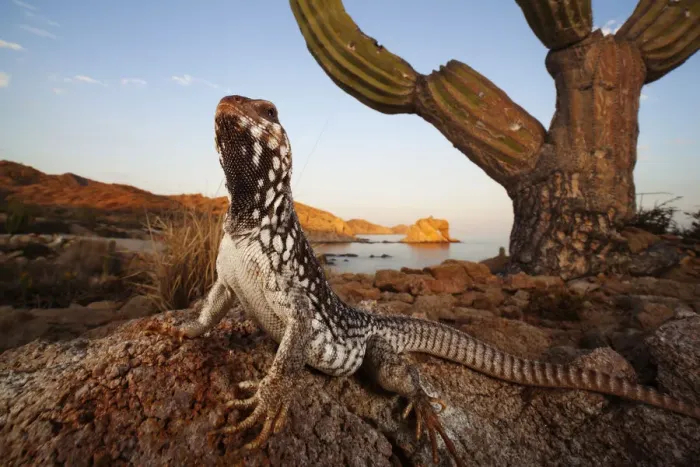 Framed Print : Catalina Desert Iguana (Dipsosaurus catalinensis), Catalina (Santa Catalina) Island Framed Print : Catalina Desert Iguana (Dipsosaurus catalinensis), Catalina (Santa Catalina) Island