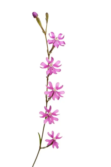 Framed Print : Catchfly flower (Silene sp) Andalucia, Spain, April 2009