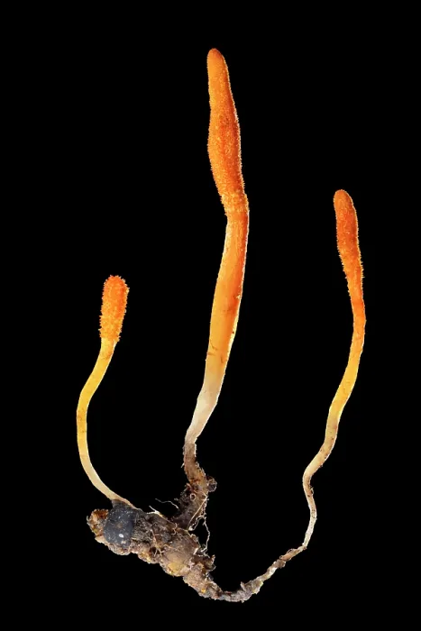 Framed Print : Caterpillar club (Cordyceps militaris) fungal fruiting bodies growing out of a moth pupa that was carefully excavated from the soil, Derbyshire, UK. November Framed Print : Caterpillar club (Cordyceps militaris) fungal fruiting bodies growing out of a moth pupa that was carefully excavated from the soil, Derbyshire, UK. November