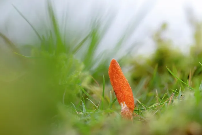 Framed Print : Caterpillar club (Cordyceps militaris) fungal fruiting body, growing from its underground insect host, most likely a moth pupa, Derbyshire, UK. November