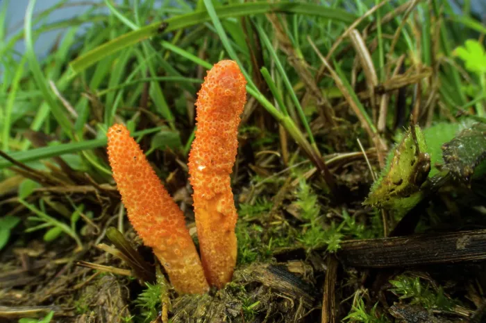 Framed Print : Caterpillar fungus (Cordyceps militaris) growing in grass, Isola del Cantone, Genoa, Italy. November Framed Print : Caterpillar fungus (Cordyceps militaris) growing in grass, Isola del Cantone, Genoa, Italy. November