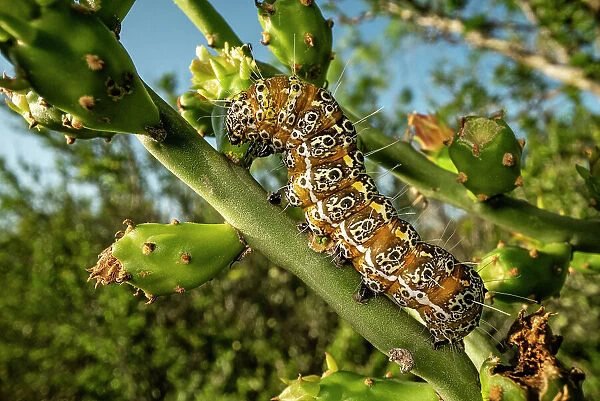 Caterpillar, probably Cholla moth caterpillar, (Euscirrhopterus cosyra) on cactus, Texas, USA. May
