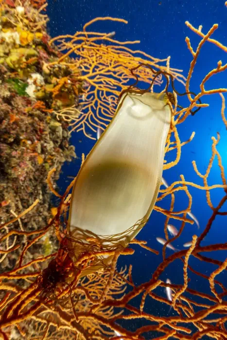 Framed Print : Catshark egg, (Scyliorhinus sp. ), on Yellow gorgonia, (Eunicella cavolini) Framed Print : Catshark egg, (Scyliorhinus sp. ), on Yellow gorgonia, (Eunicella cavolini)